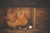 Poultry Supplements - Essential Nutrients for Maximizing Growth Rates