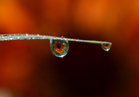 Makrofotografie - Die verborgene Welt im Detail entdecken